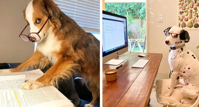 Best Tips For Working From Home (WFH)